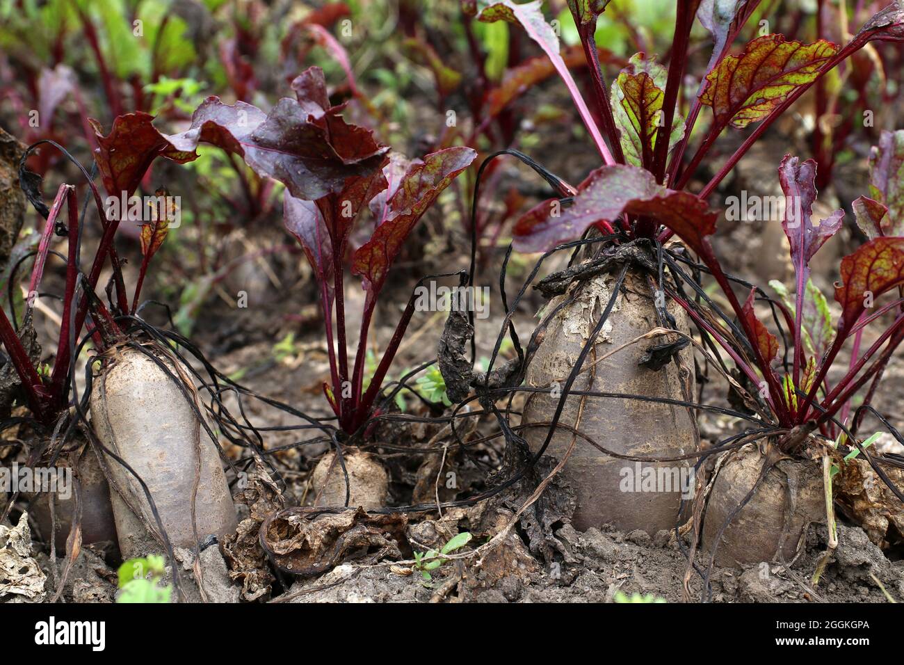 Ernte Rüben auf einem Feld. Rüben ragen aus dem Garten. Stockfoto