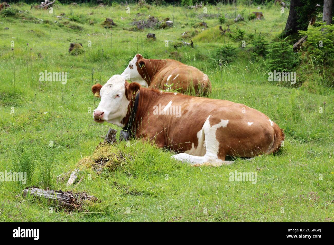 Kuh, Mutterkuh, Jungkuhzucht Fleckvieh auf Weide, Seins Alm, Isartal, Mittenwald, Oberbayern, Bayern, Deutschland Stockfoto