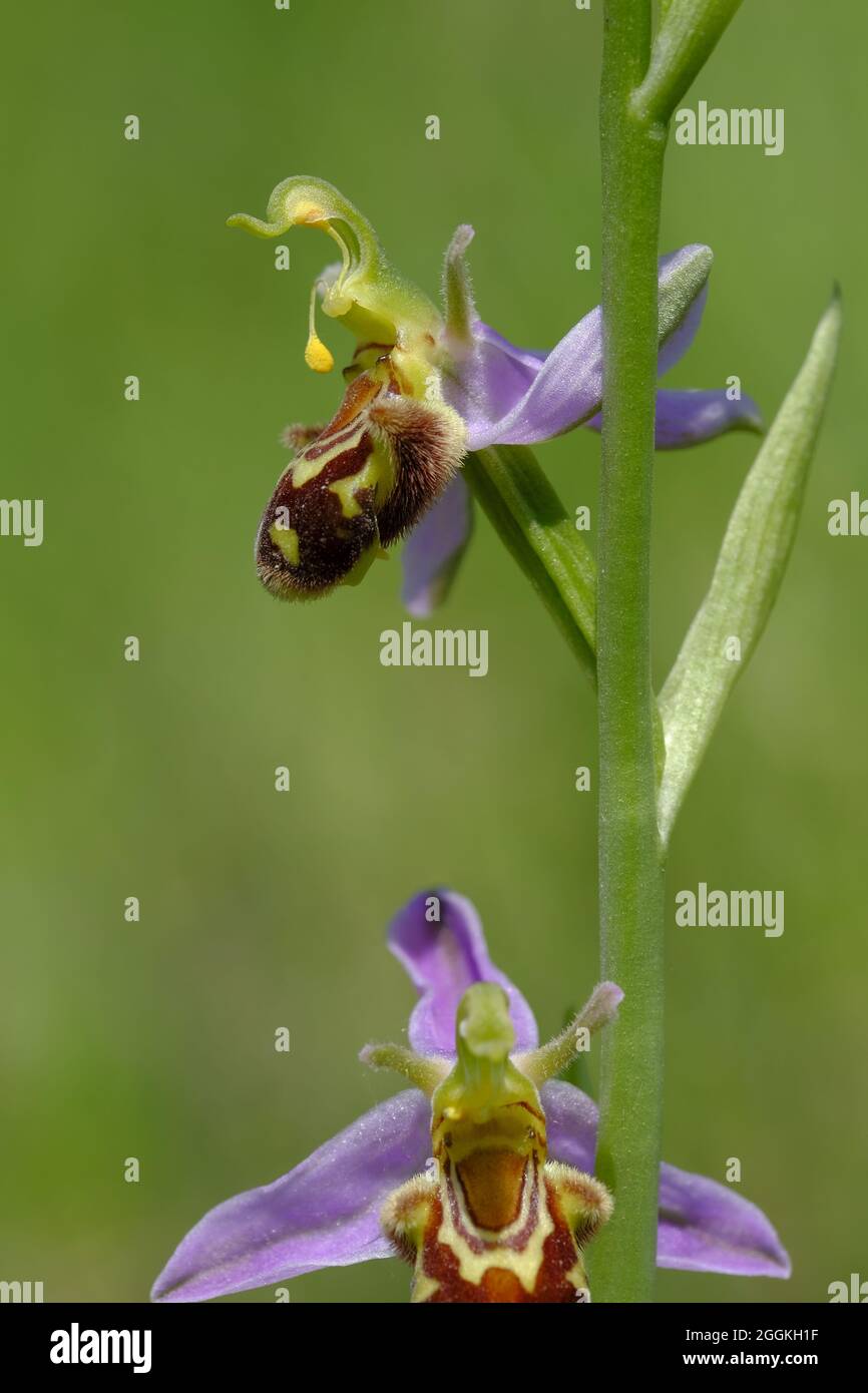 Bienenragwort, Bienenknoblauchzehen, Ophrys apifera Stockfoto