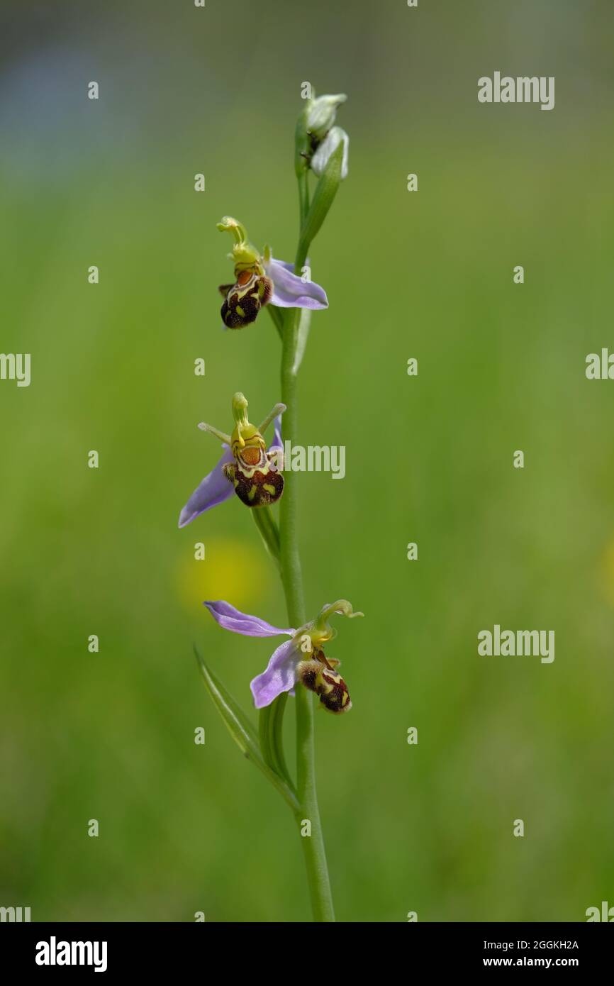 Bienenragwort, Bienenknoblauchzehen, Ophrys apifera Stockfoto