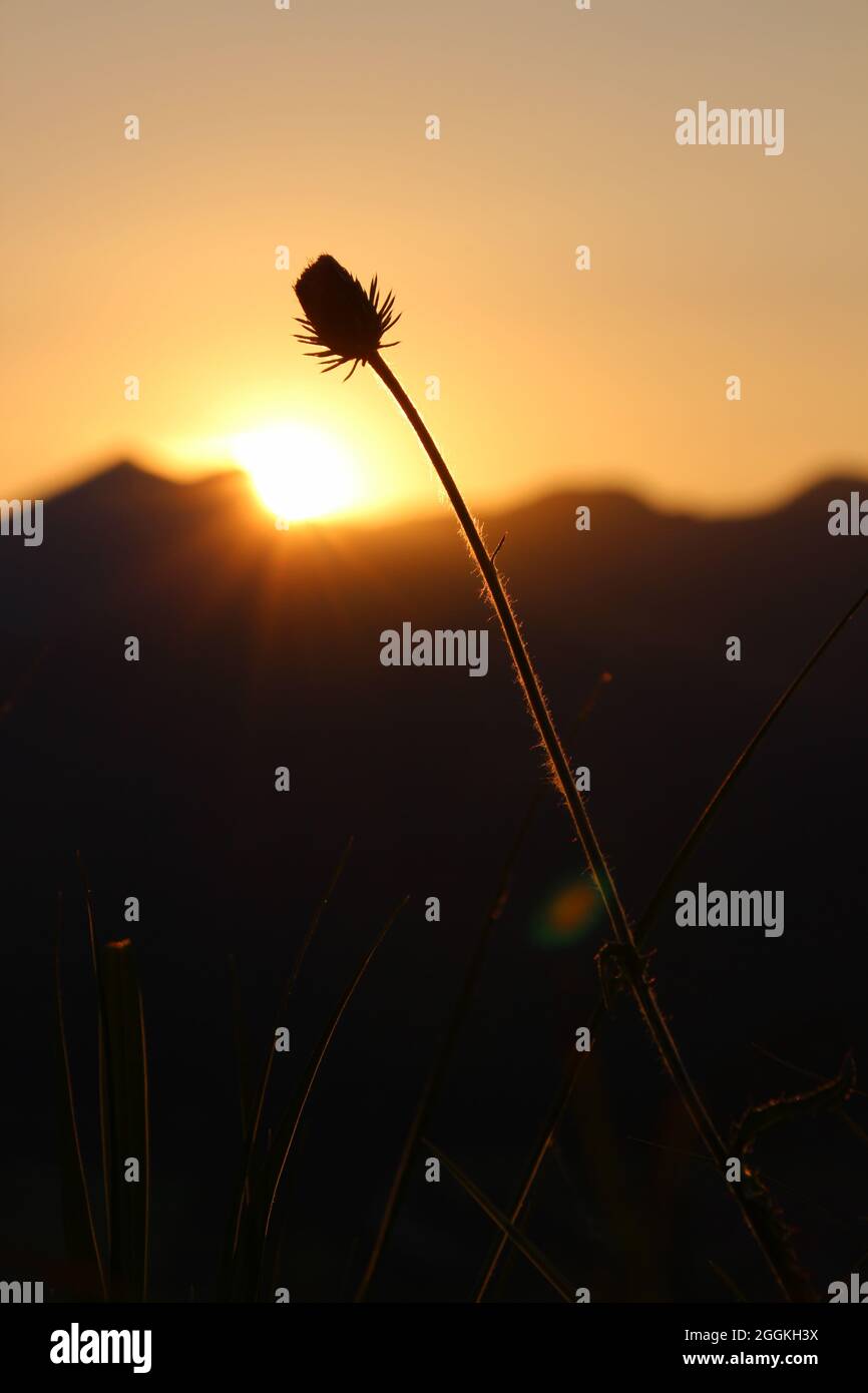 Gras, Gräser im letzten Sonnenlicht - Sonnenuntergang mit Silhouette im Hintergrund vor der untergehenden Sonne bei einer abendlichen Bergwanderung, Krün, Isartal, Oberbayern, Bayern, Deutschland, Europa Stockfoto