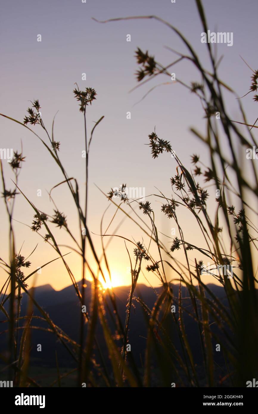 Gras, Gräser im letzten Sonnenlicht - Sonnenuntergang mit Silhouette im Hintergrund vor der untergehenden Sonne bei einer abendlichen Bergwanderung, Krün, Isartal, Oberbayern, Bayern, Deutschland, Europa Stockfoto