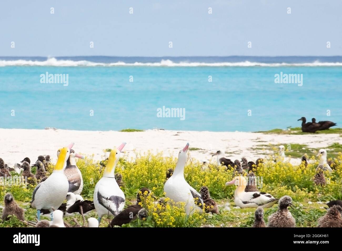 Der kurzschwanzige Albatross, der neben vier Holzköder in der Nähe von Shore im Midway-Atoll liegt, um weitere seiner seltenen Arten anzuziehen. Stockfoto