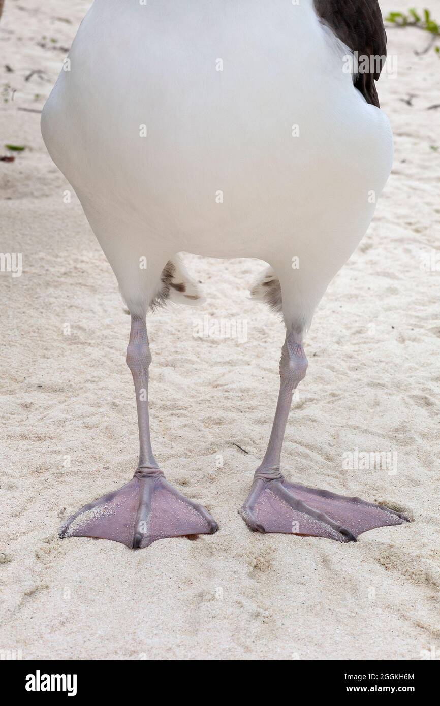 Auf dem Sand des Strandes stehend, stehen die Beine von Albatross und die Füße mit rosa Webbeet Stockfoto