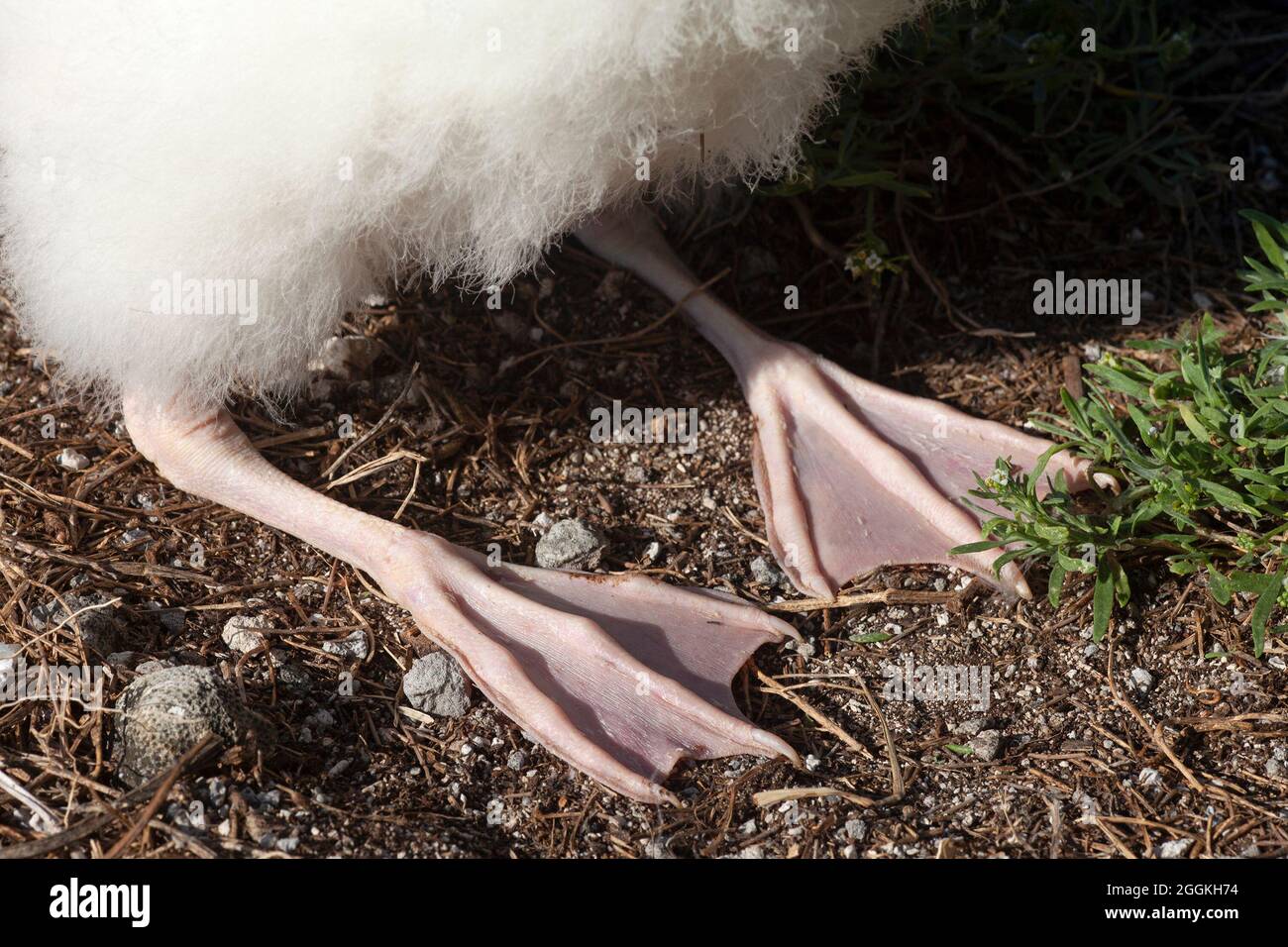 Leukistisch-weißes Leysan Albatross-Küken, Nahaufnahme von rosa Webfüßen Stockfoto
