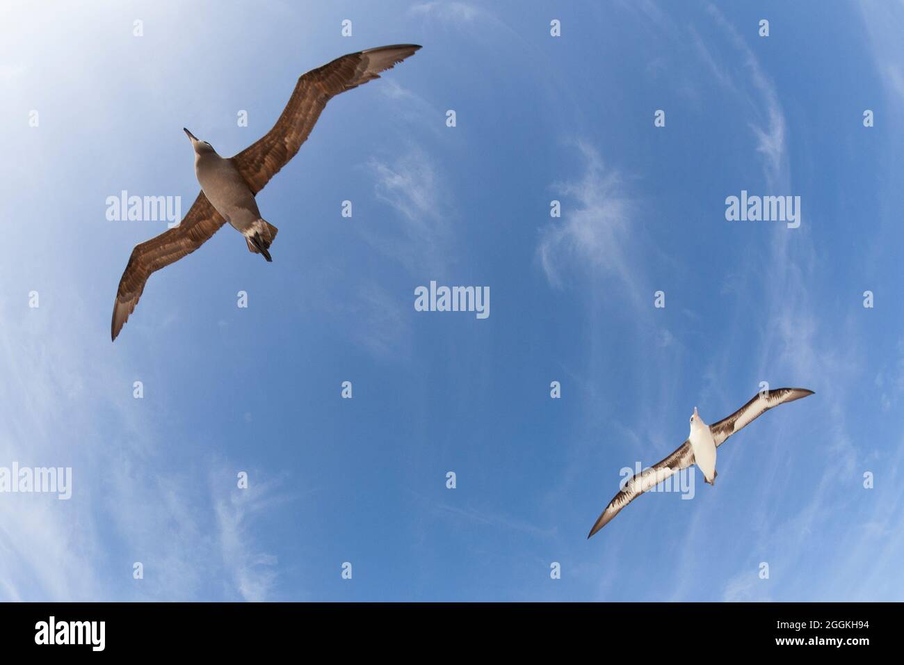 Schwarzfuß-Albatross und Leysan Albatross schweben durch den Himmel über einer pazifischen Insel. Phoebastria immutabilis, Phoebastria nigripes Stockfoto