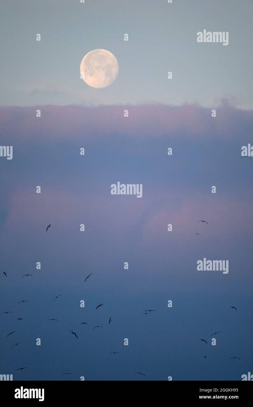 Vollmond am blauen Himmel über stratus Wolken bei Sonnenaufgang mit Albatrossen, die zum Füttern in den Nordpazifik fliegen Stockfoto