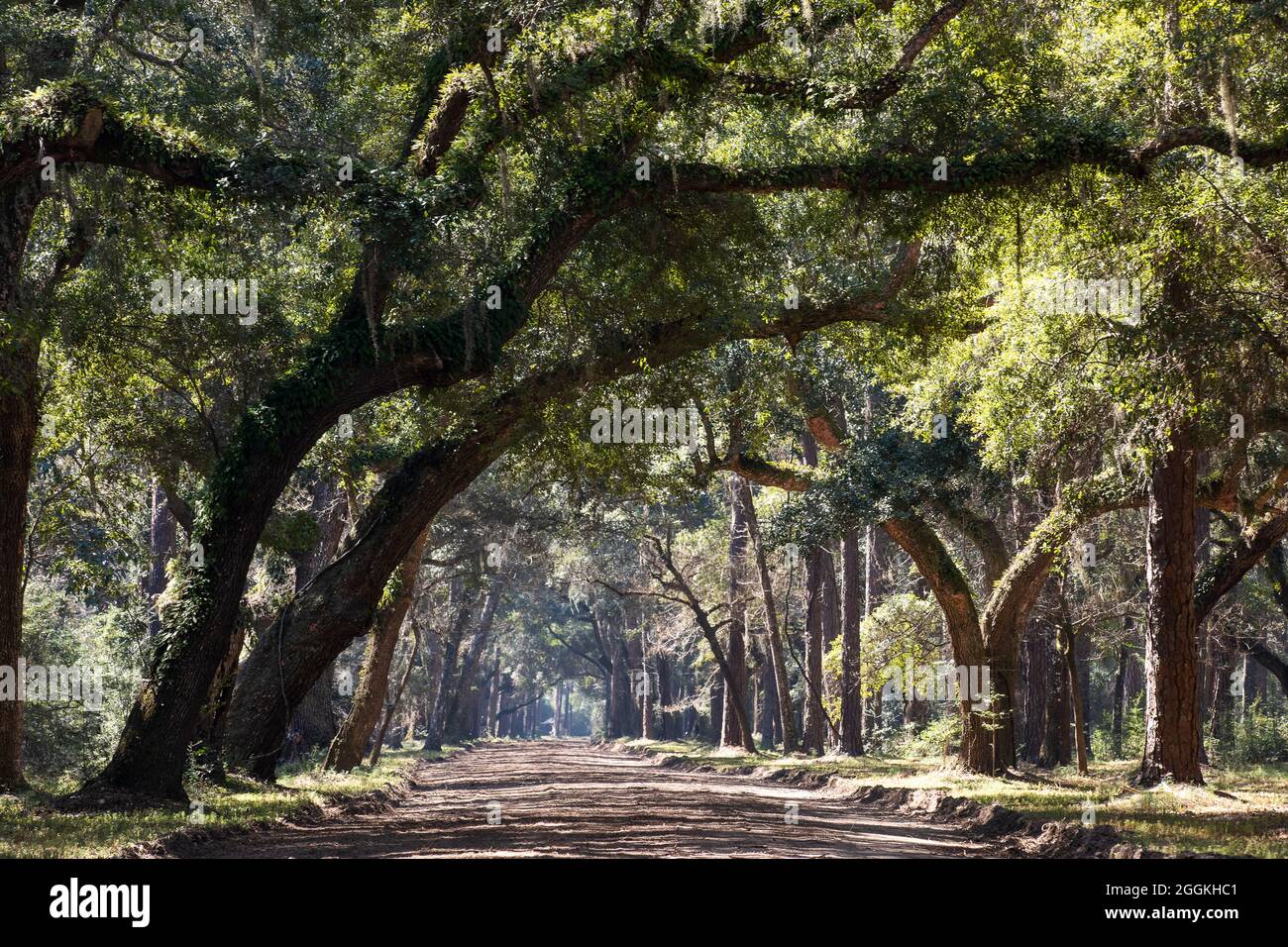 Botany Bay Plantation in Edisto Island, South Carolina. Stockfoto