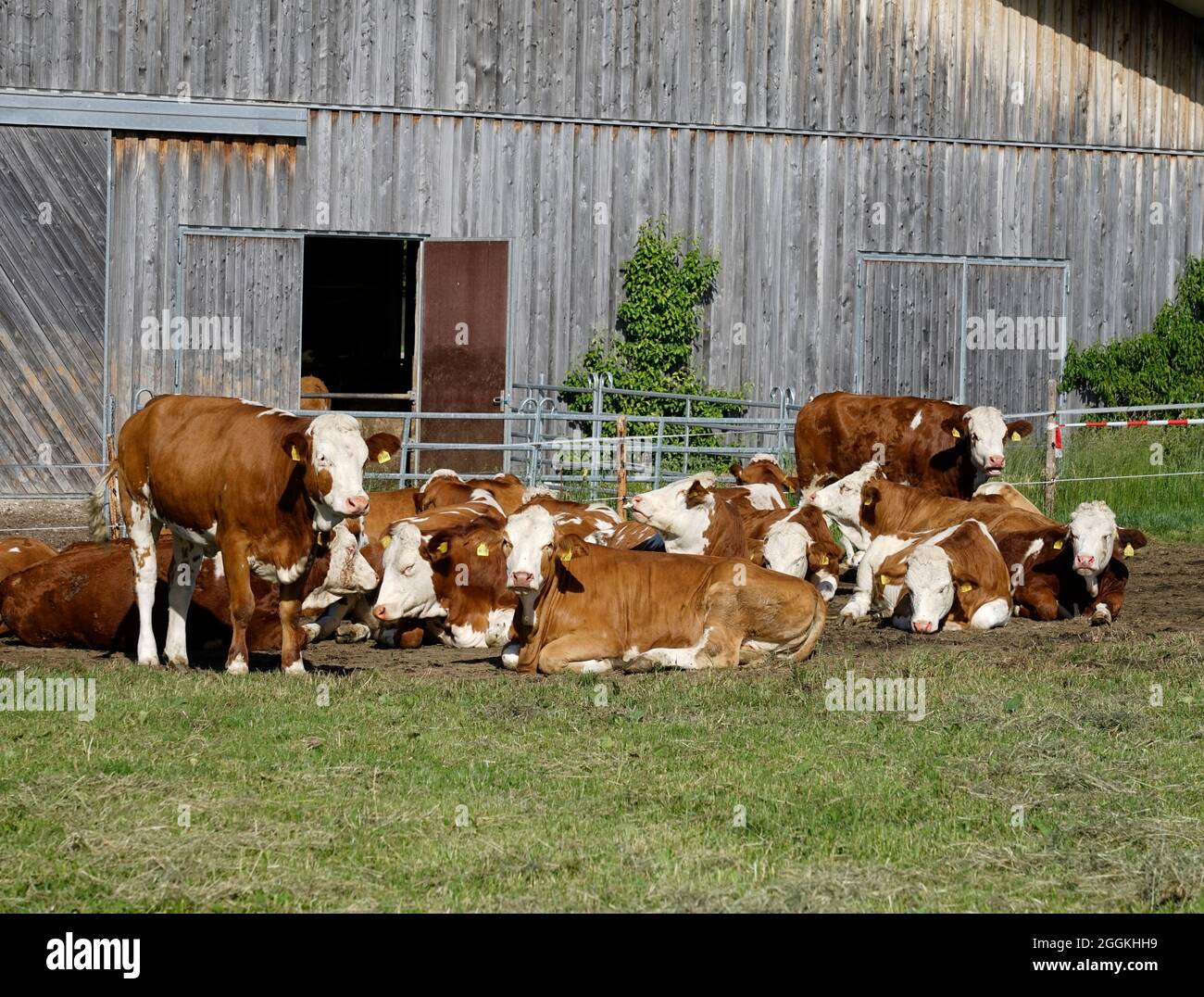 Deutschland, Bayern, Oberbayern, Landwirtschaft, Kuhstall, Davor eine Gruppe Kühe im Freien Stockfoto
