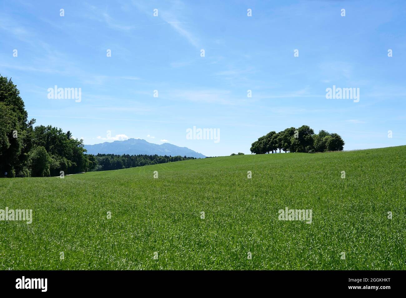 Deutschland, Bayern, Oberbayern, Chiemgau, Chiemseerundweg, Landschaft, Wiese, Bäume, dahinter Chiemgauer Alpen, Kampenwand Stockfoto