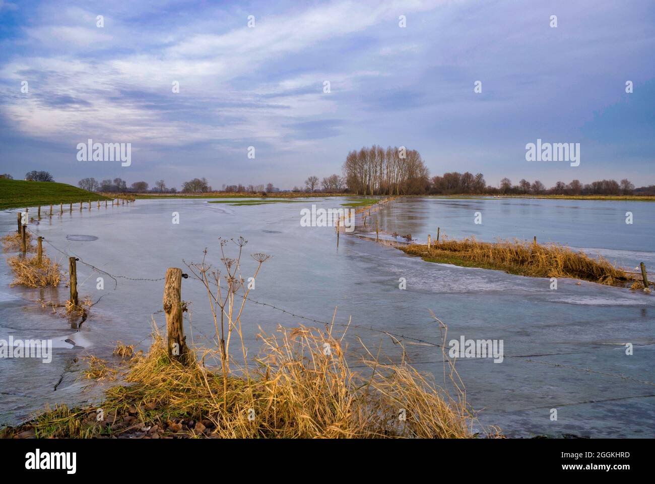 Gefrorenes Flussvorland vom Fluss IJssel Stockfoto