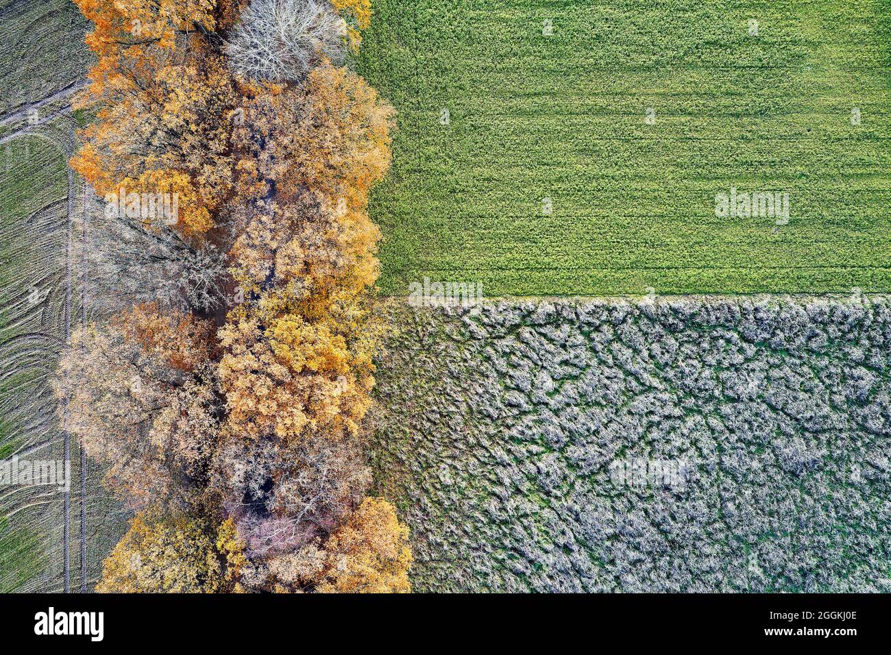 Ökologie, Landnutzung, Naturgebiete im Herbst, naturnah, Luftbild, geometrische Formen und Strukturen Stockfoto