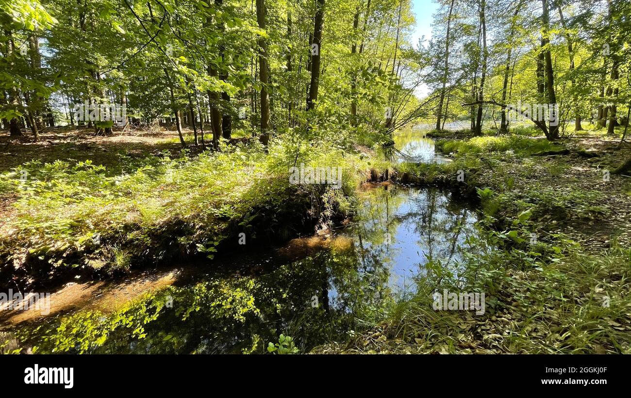 See im Wald bei Angermünde, Brandenburg Stockfoto