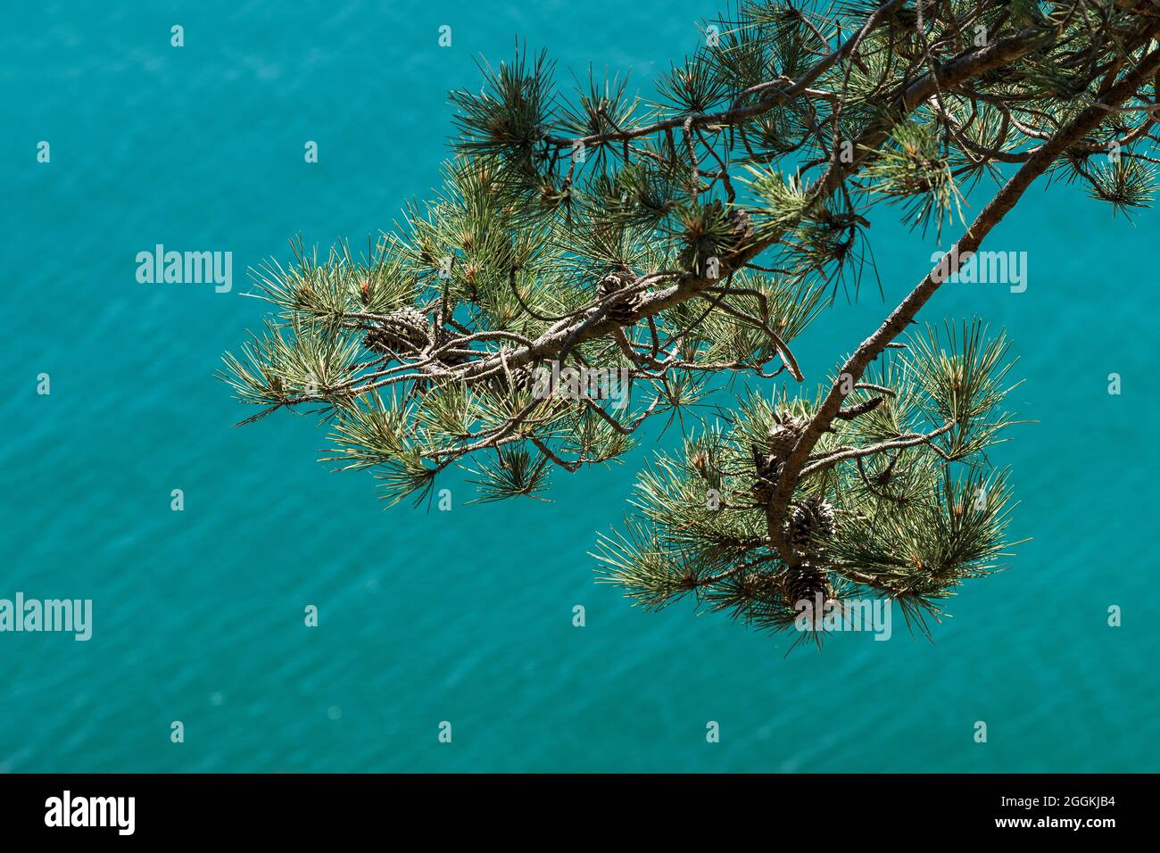 Der Ast einer Kiefer ragt über türkisblaues Wasser an der Steilküste von Cap Fréhel, in der Nähe von Plévenon, Frankreich, Bretagne, Département Côtes d´Armor, Côte d´Émeraude (Smaragdküste) Stockfoto