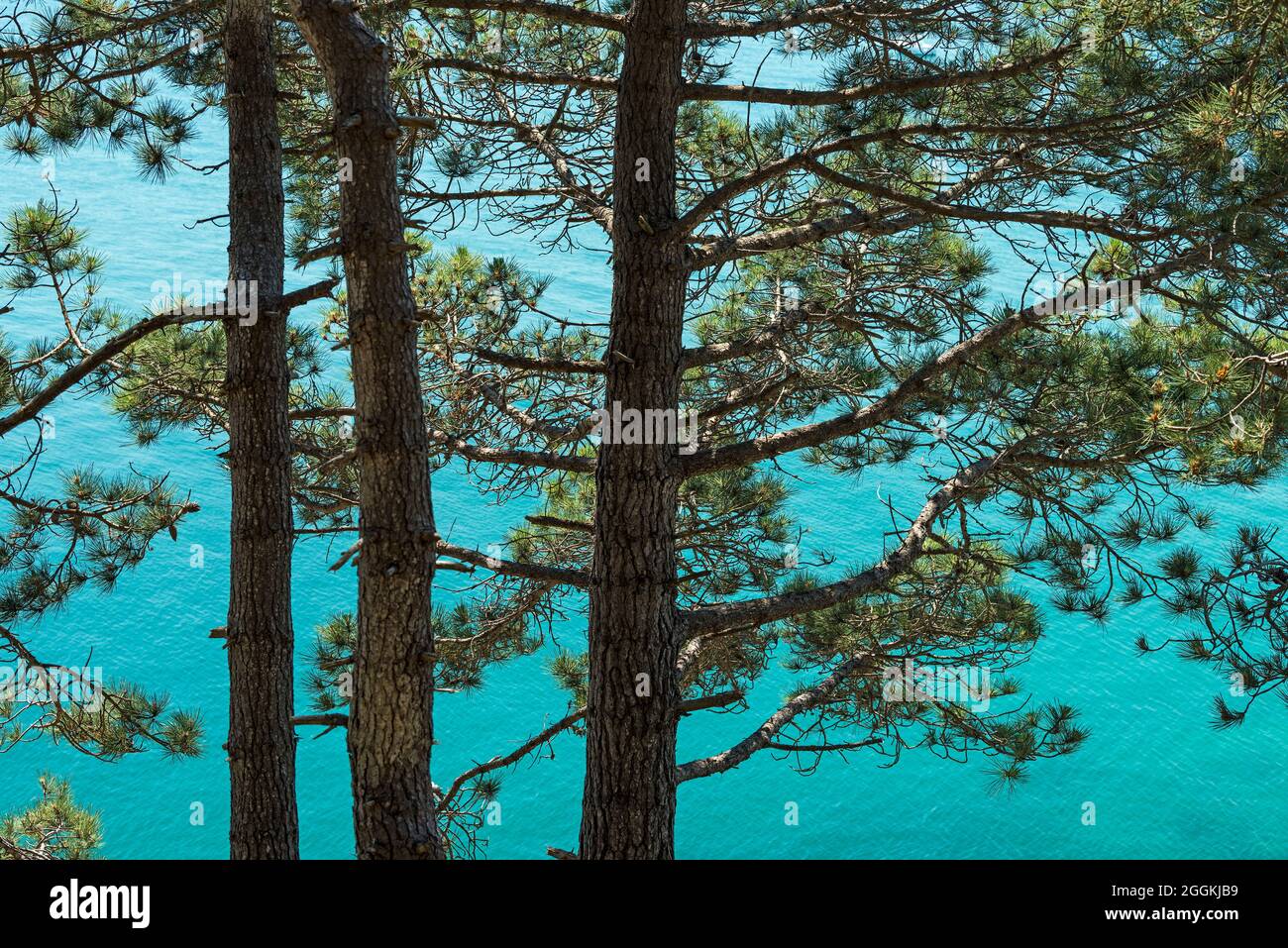 Pinien stehen an der steilen Küste über dem Meer, Cap Fréhel, in der Nähe von Plévenon, Frankreich, Bretagne, Département Côtes d´Armor, Côte d´Émeraude (Smaragdküste) Stockfoto