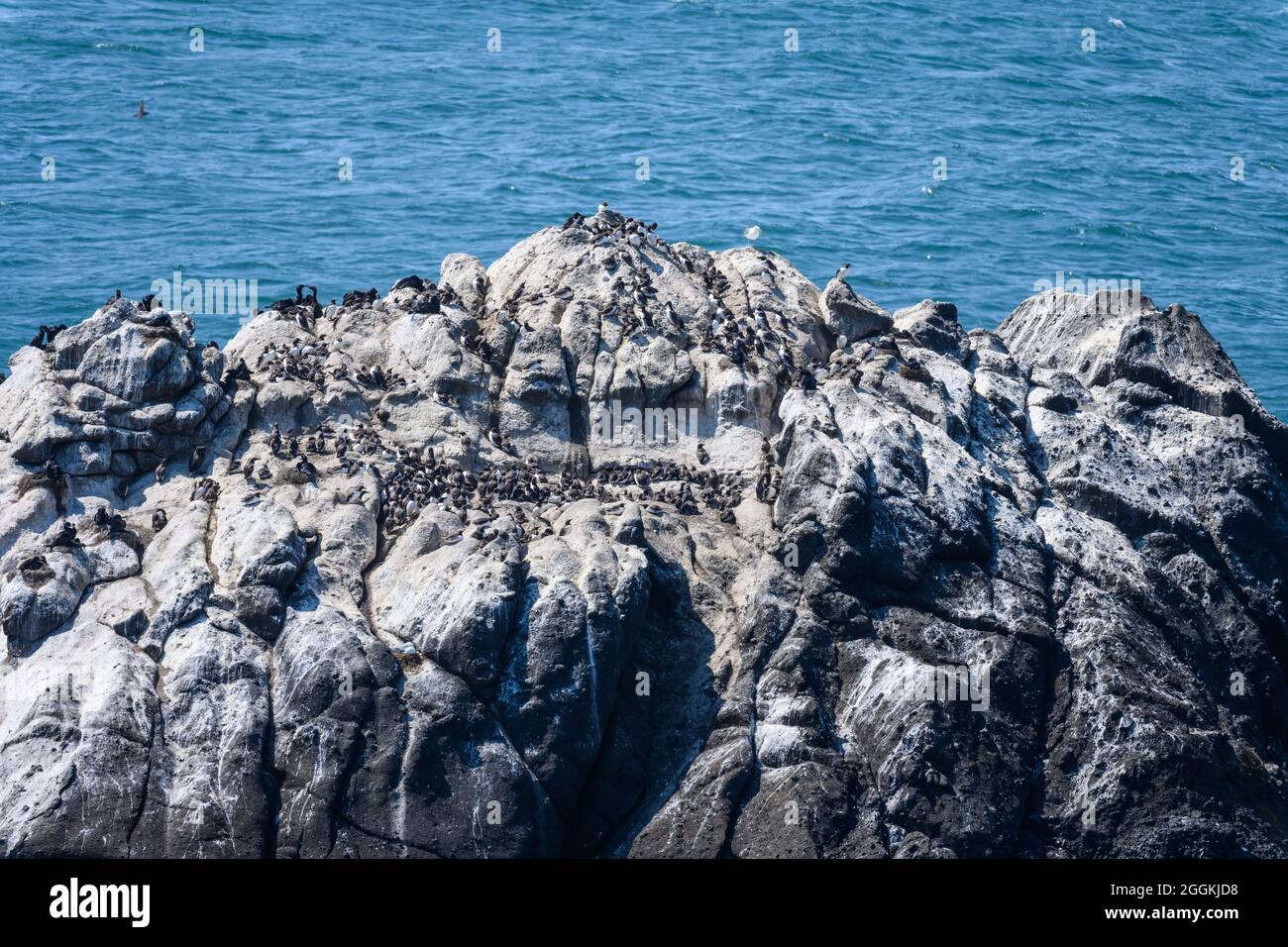 Tausende von Seevögeln nehmen Zuflucht auf den felsigen Aufschlüssen entlang der Pazifikküste. Tillamook, Oregon, USA. Stockfoto