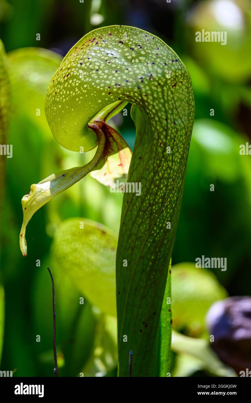 Nahaufnahme der fleischfressenden Pflanze Darlingtonia calfornica, Darlingtonia State Natural Site. Florenz, Oregon, USA. Stockfoto