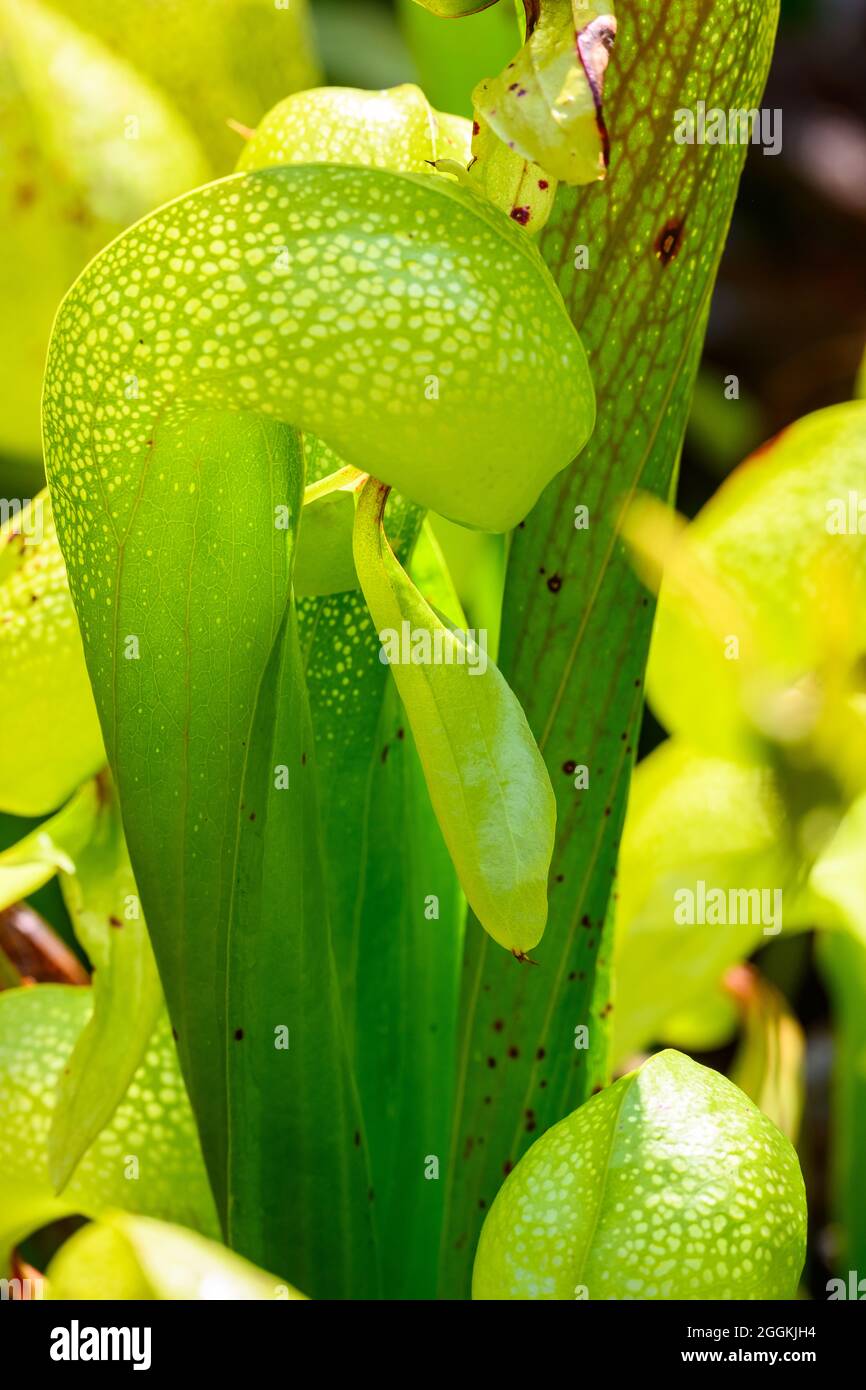 Nahaufnahme der fleischfressenden Pflanze Darlingtonia calfornica, Darlingtonia State Natural Site. Florenz, Oregon, USA. Stockfoto