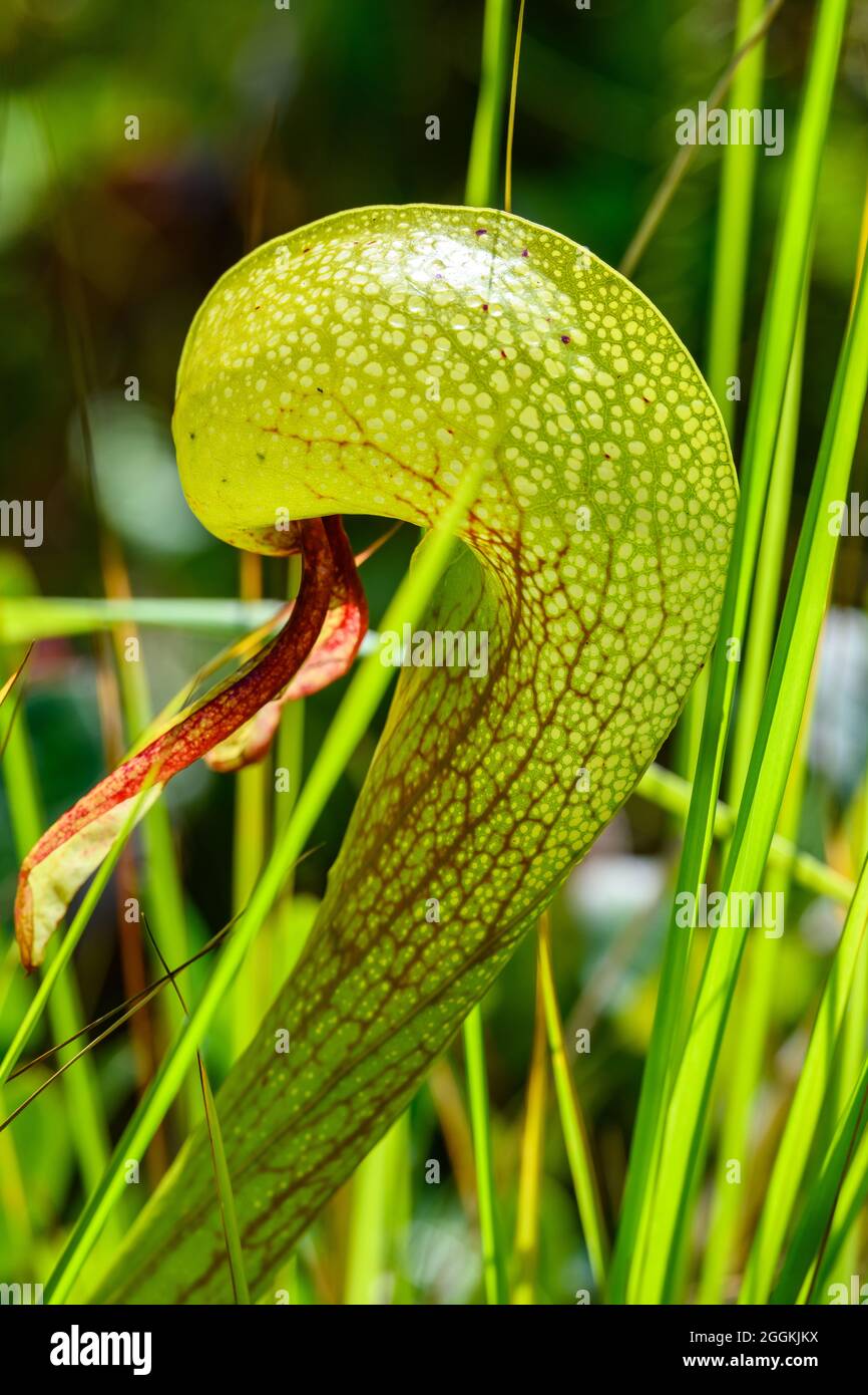 Nahaufnahme der fleischfressenden Pflanze Darlingtonia calfornica, Darlingtonia State Natural Site. Florenz, Oregon, USA. Stockfoto