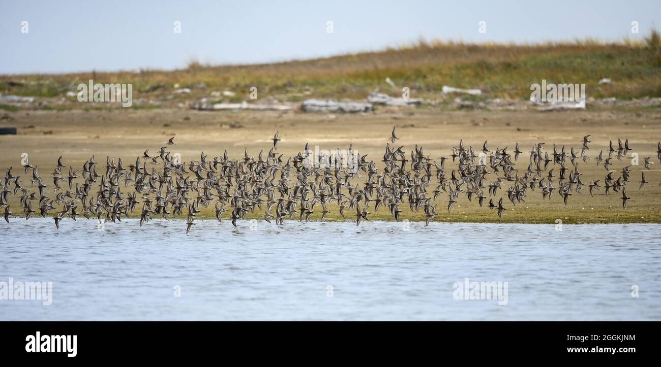 Hunderte von Sandpipers (Calidris minutilla) fliegen über einen Fluss. Bandon, Oregon, USA. Stockfoto