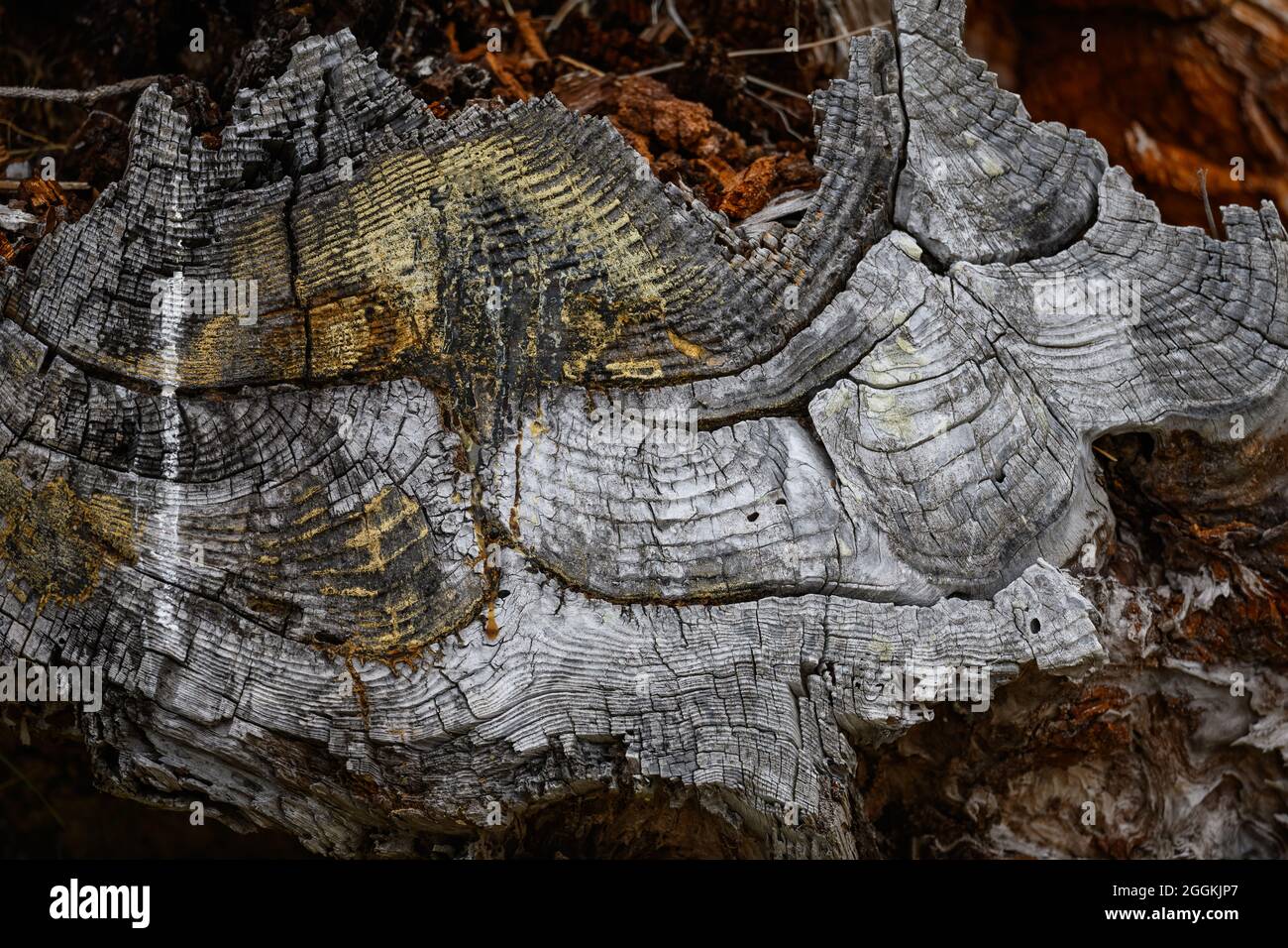 Der Querschnitt eines toten Baumes zeigt eine komplizierte Wachstumsgeschichte. Florenz, Oregon, USA. Stockfoto