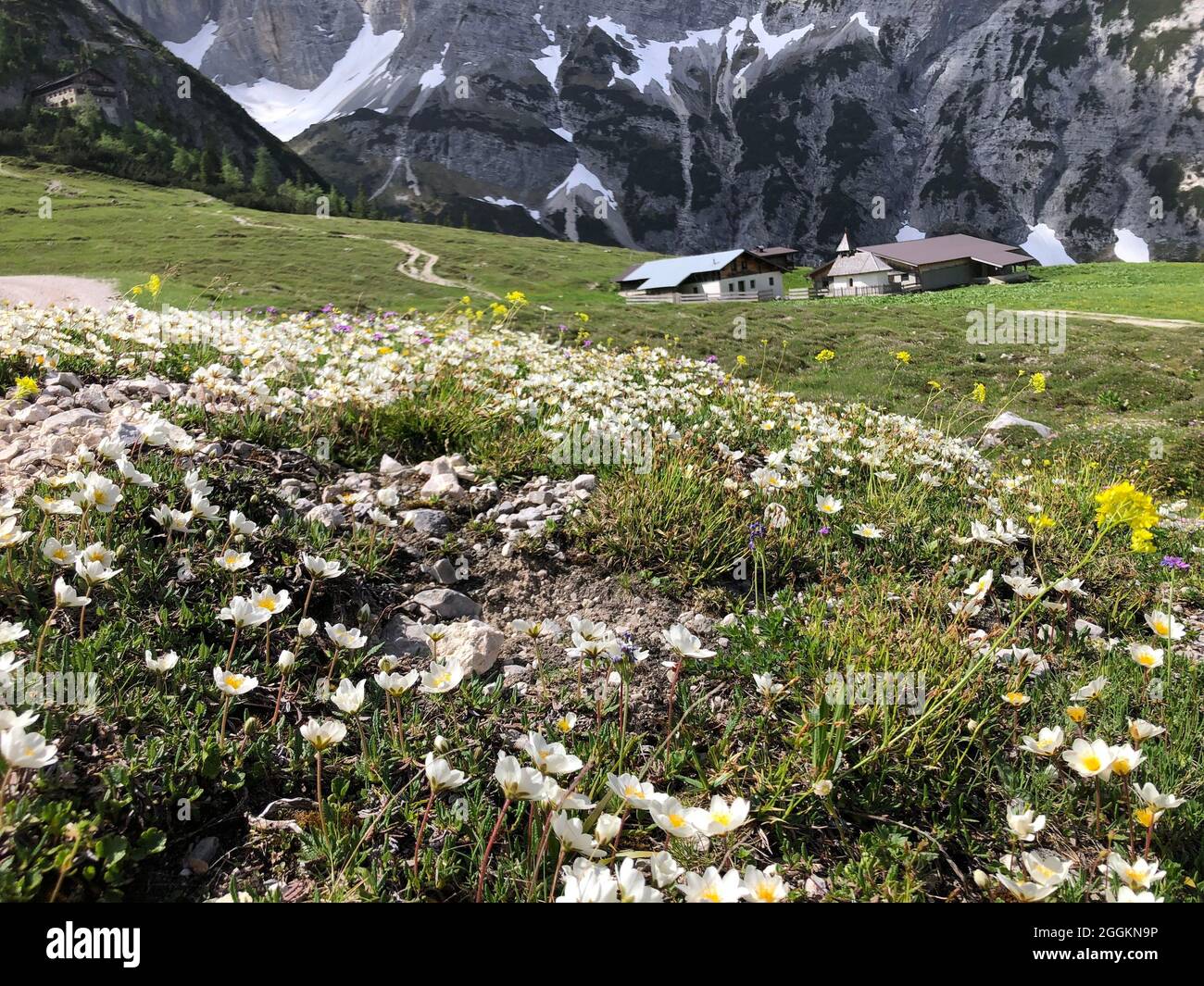 Karwendelhaus, Butterblume, Blumenwiese, Hochalm, Hochalmkapelle, Natur, Berge, Karwendelgebirge, Scharnitz, Tirol, Österreich Stockfoto