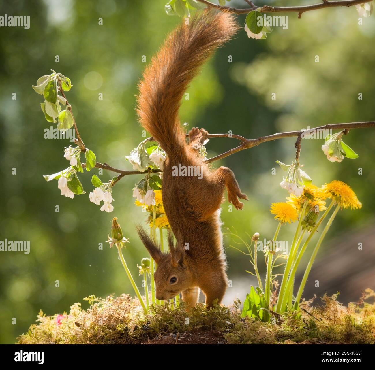 Eichhörnchen nach unten hängen auf einem Apple Blüte Zweig Stockfoto