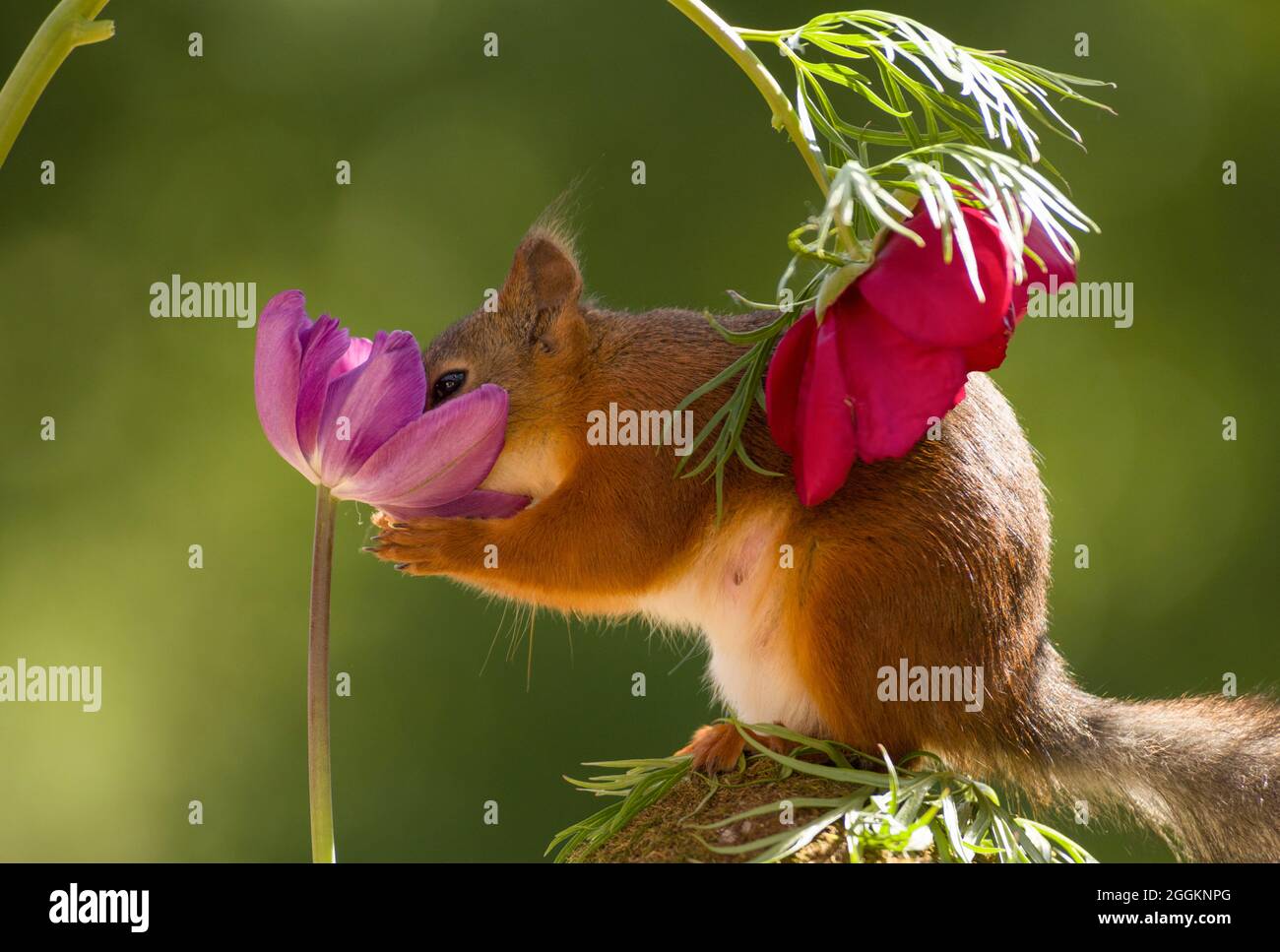 Eichhörnchen mit der Nase in einem Tulip Stockfoto