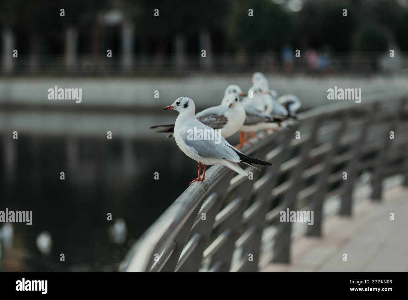 Möwenvögel sitzen auf einem Pier und freuen sich auf das Wasser mit verschwommenem Hintergrund Stockfoto