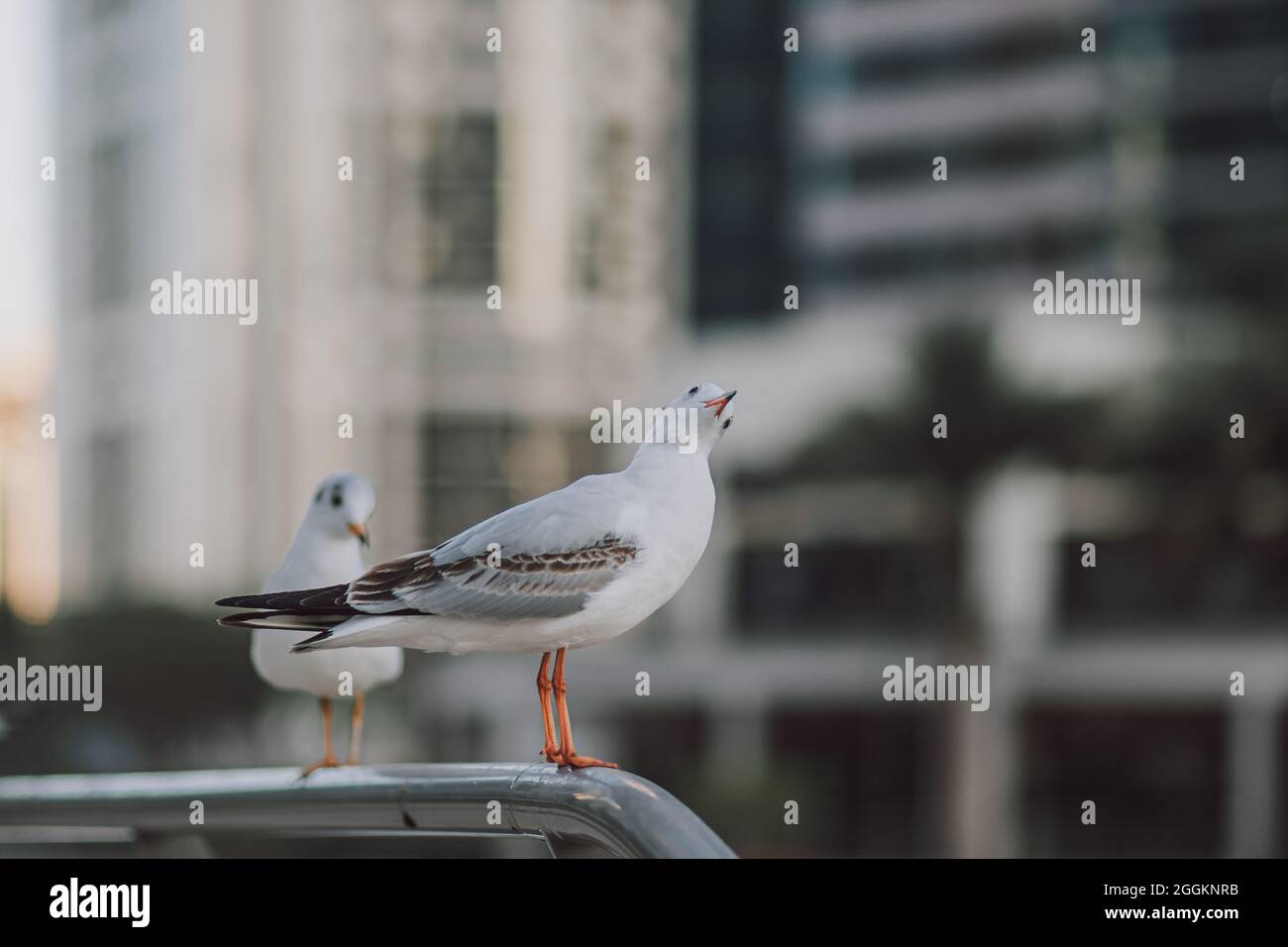 Möwenvögel sitzen auf einem Pier und freuen sich auf das Wasser mit verschwommenem Hintergrund Stockfoto