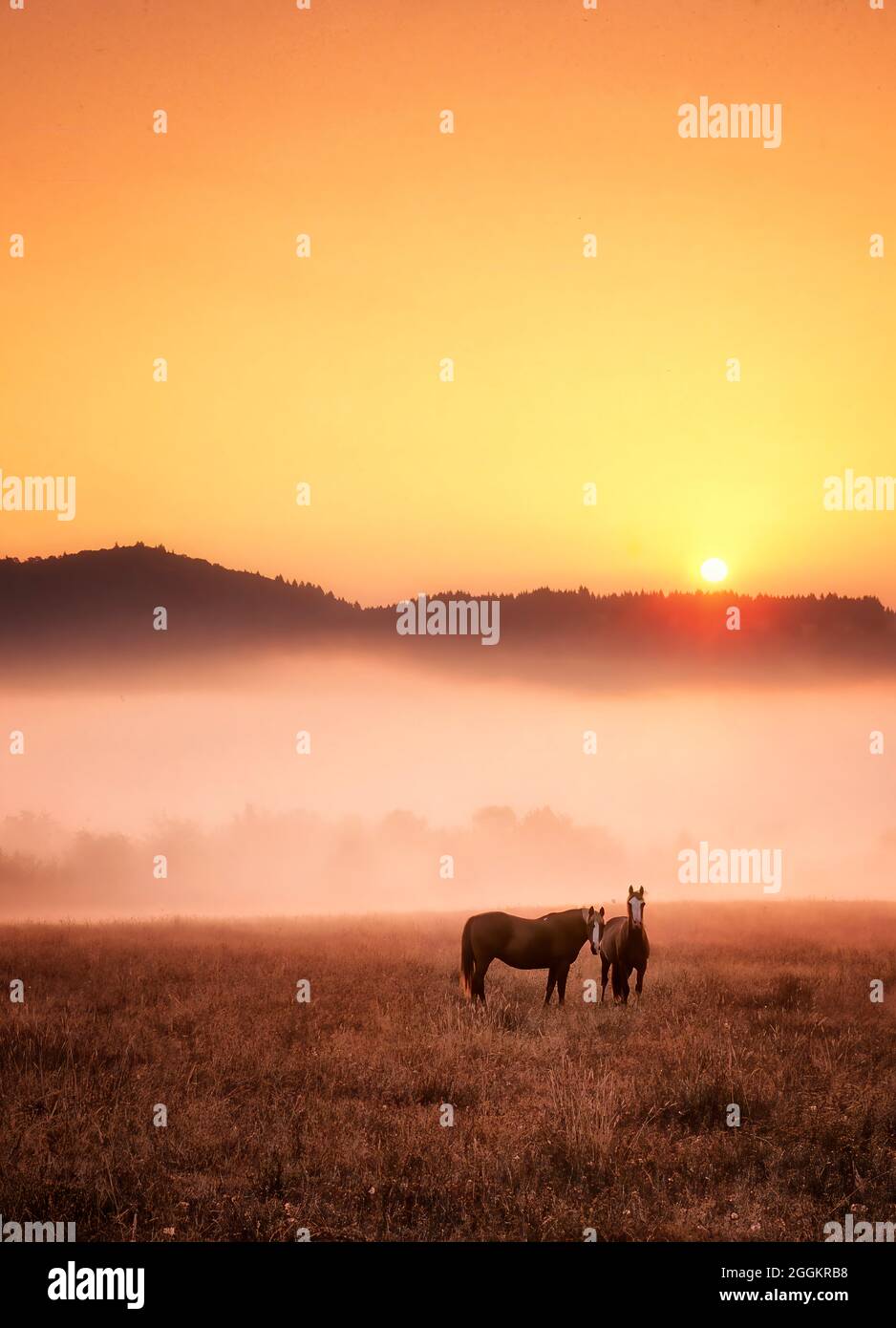 Pferde bei Sonnenaufgang. In Der Nähe Von Monroe, Oregon. Stockfoto