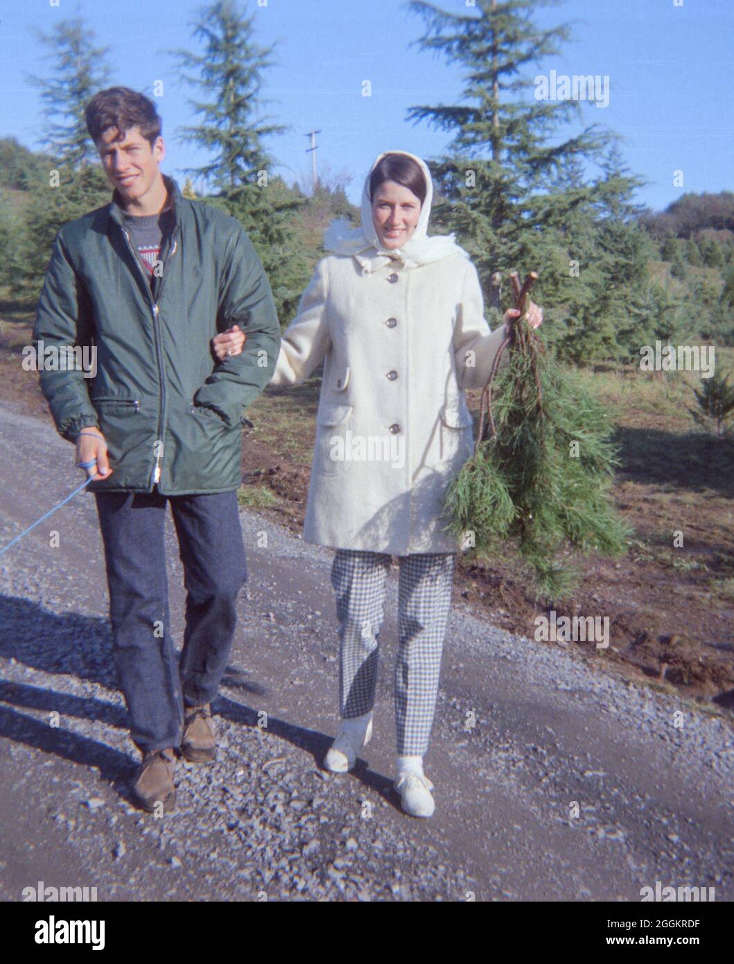 Bruder und Schwester sammeln Evergreen Boughs für Weihnachtsdekorationen, CA, USA Stockfoto