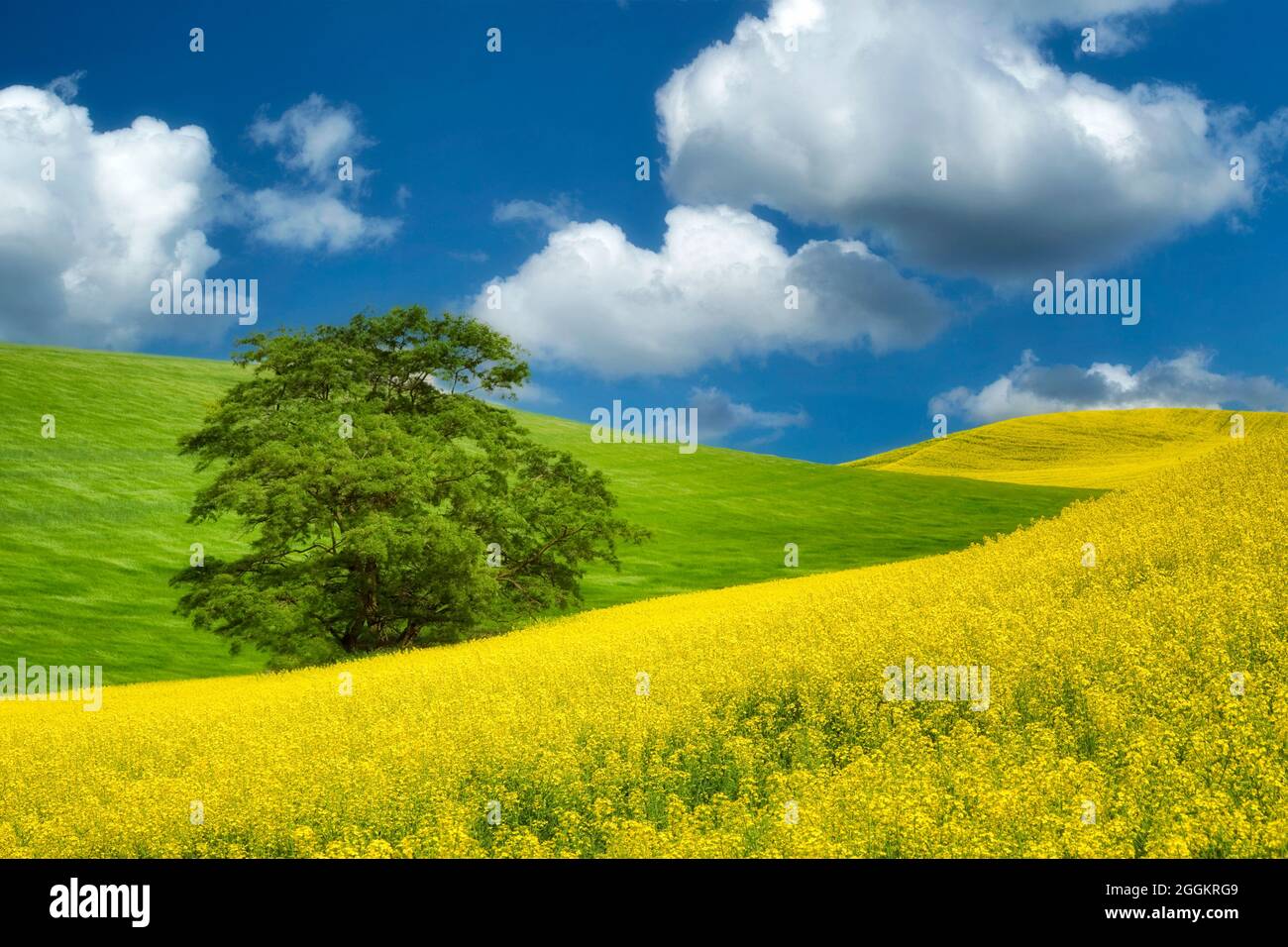 Gelben Raps und Weizen Feld im Frühjahr. Palouse, Washington Stockfoto