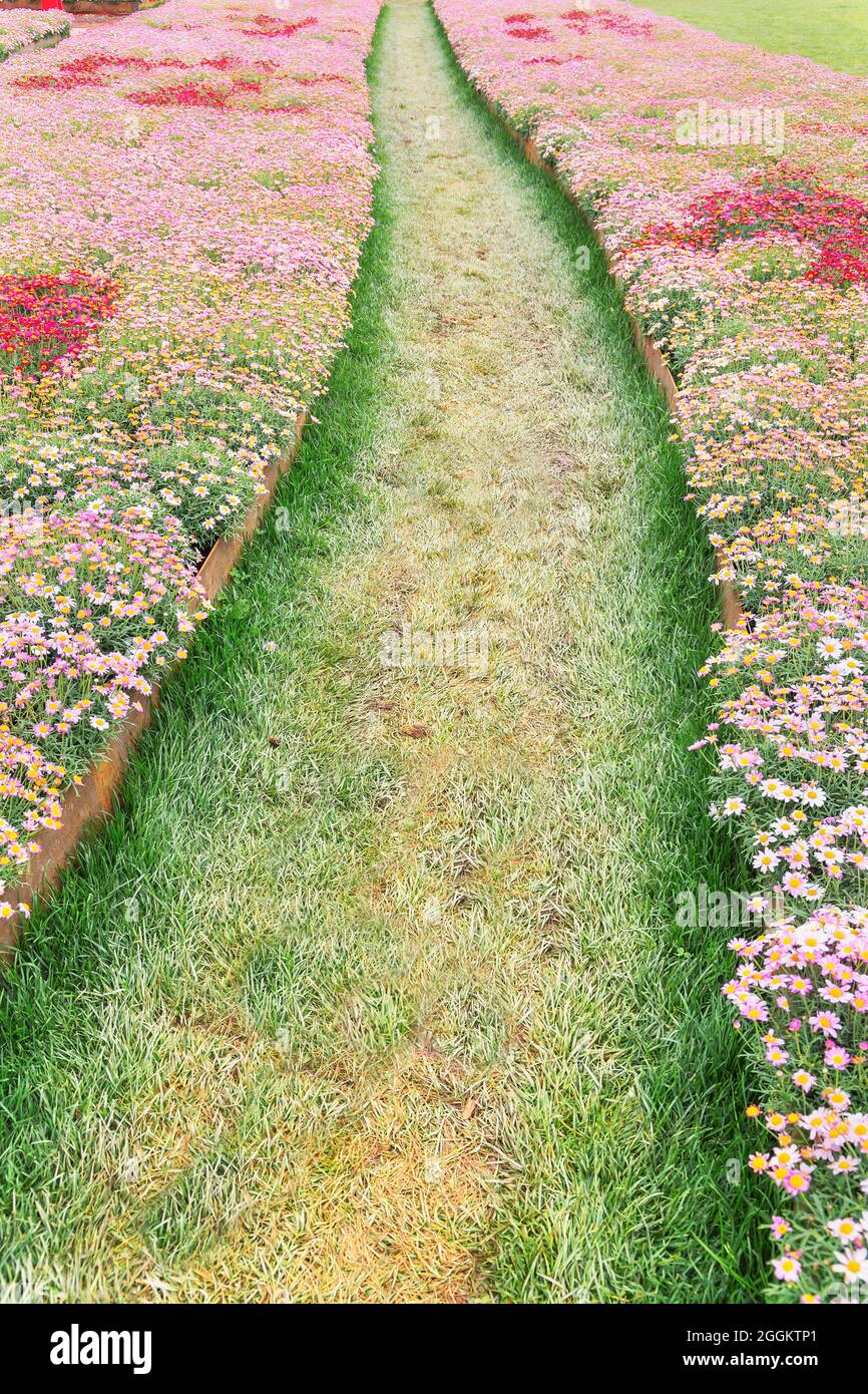 Weg durch blühende Blumen, Genua, Ligurien, Italien, Europa Stockfoto