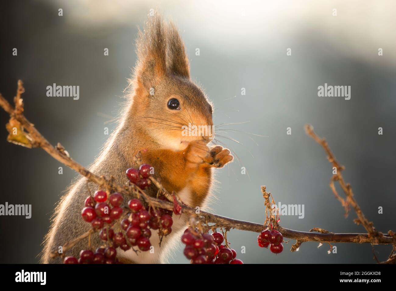 Eichhörnchen hinter rote Johannisbeere Zweig Stockfoto