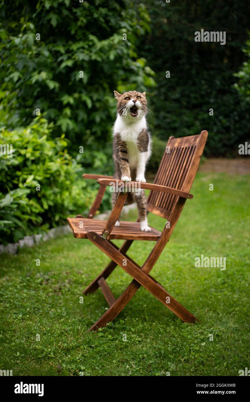 Neugierige, gestromte weiße Katze im Freien im grünen Hinterhof, die auf einem hölzernen Gartenstuhl aufsteht und den Mund offen hat, als würde er brüllen Stockfoto