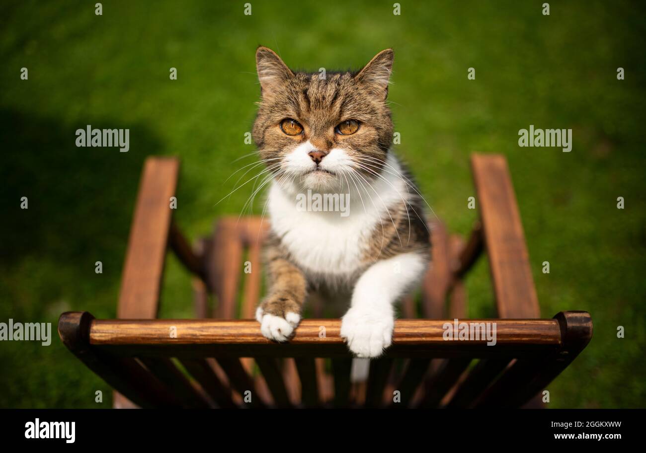 Neugierige gestromte weiße Katze im Freien im grünen Hinterhof, die auf einem hölzernen Gartenstuhl aufsteht Stockfoto