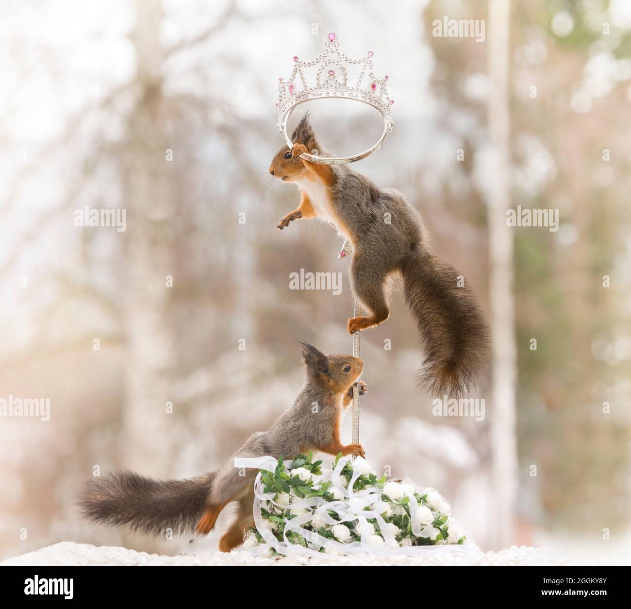 Eichhörnchen auf einem Stock mit einer Krone Stockfoto