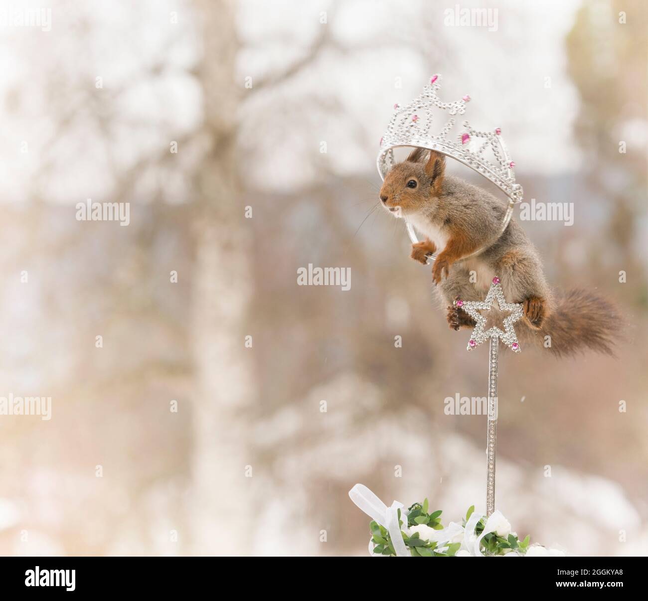 Eichhörnchen auf einem Stock in eine Krone Stockfoto