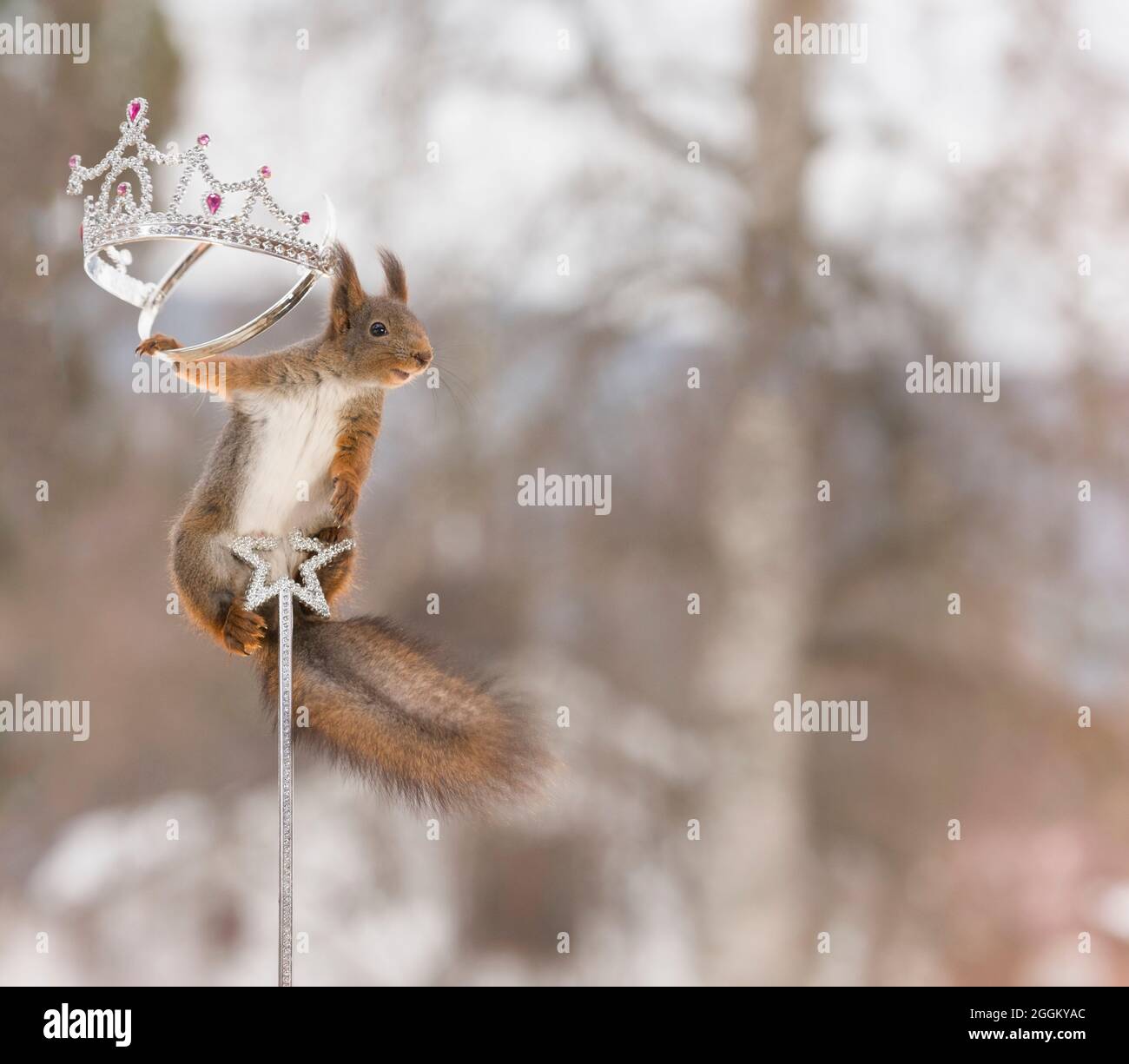 Eichhörnchen auf einem Stock Holding eine Krone Stockfoto