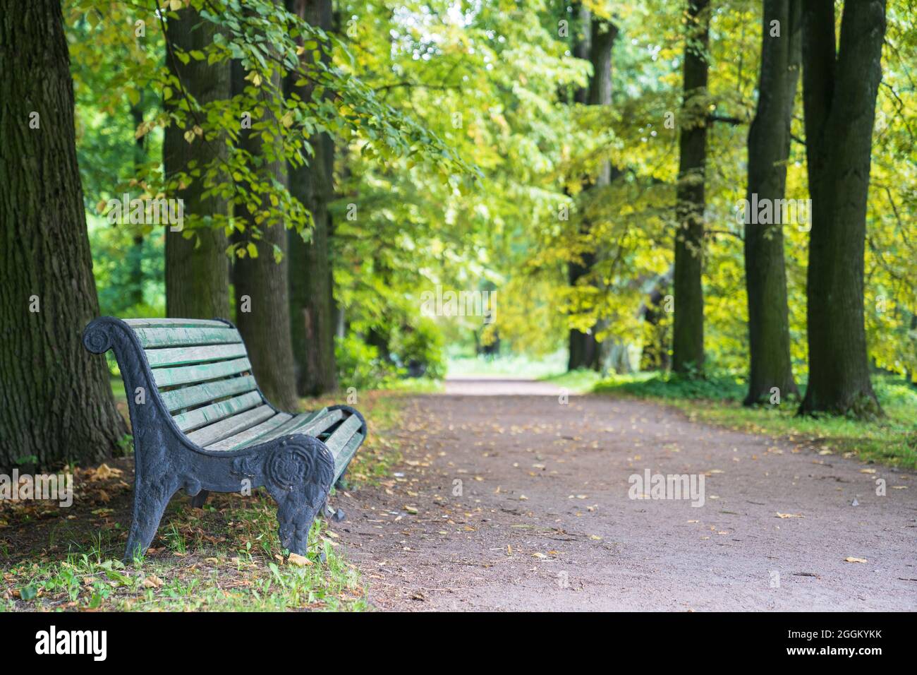 Alte hölzerne bemalte Bank im alten Park. Sommer oder frühen Herbstmorgen im Wald mit grünen Bäumen Stockfoto