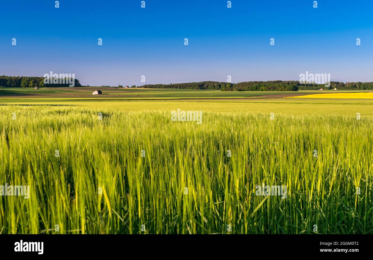 Weizenfeld im Frühsommer bei Hofstetten, Bayern, Deutschland, Europa Stockfoto