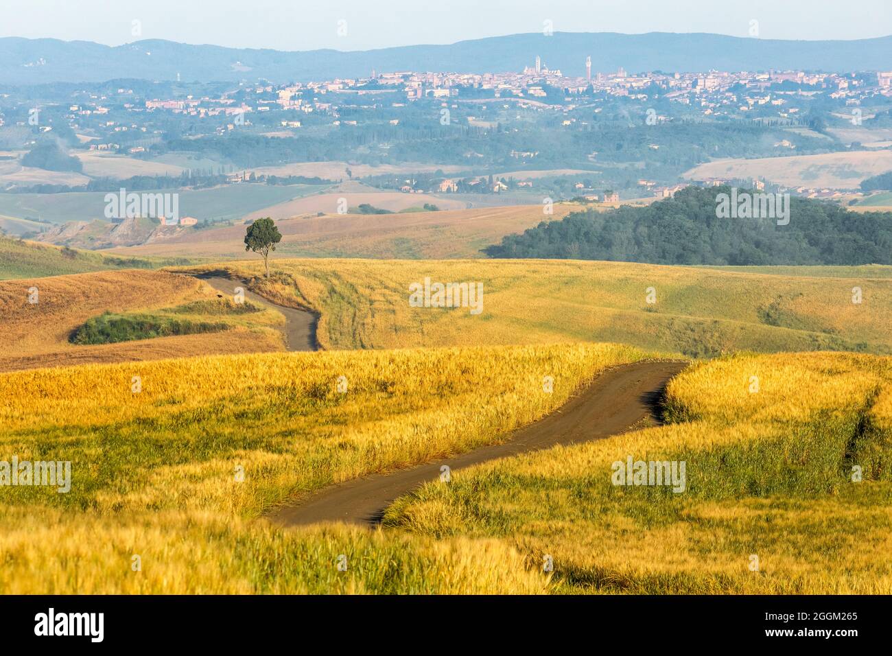 Landstraße zwischen Feldern und einsamen Baum, im Hintergrund die Stadt Siena, Asciano, crete senesi, Provinz siena, toskana, italien Stockfoto