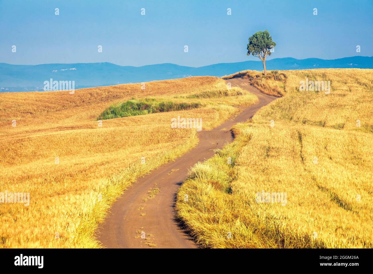 Landstraße zwischen Feldern und einsamen Bäumen, an der 'Übergangsstelle', Gemeinde asciano, crete senesi, Provinz siena, toskana, italien Stockfoto