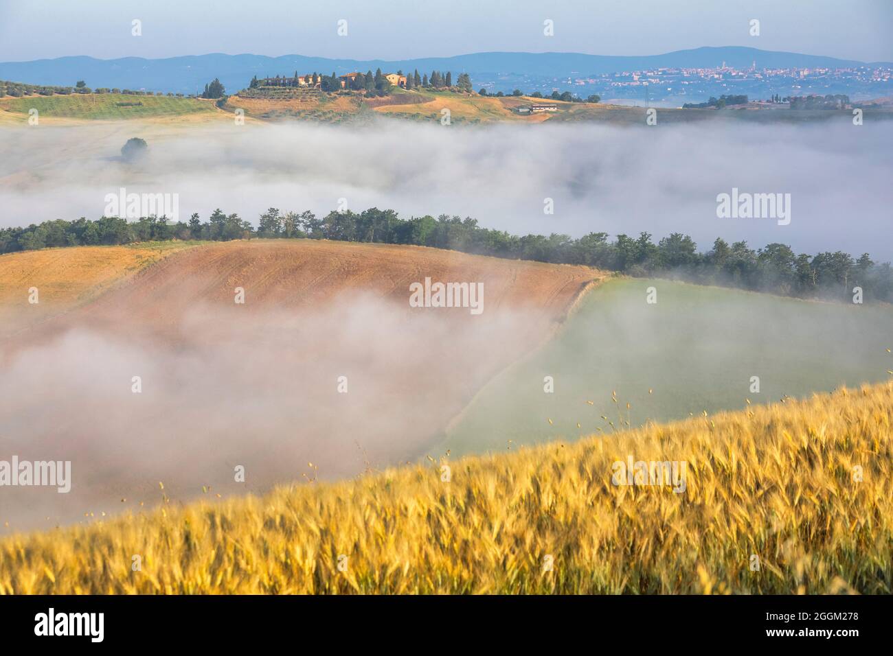 Typische toskanische Landschaft, morgens mit Nebel in den Tälern und sanften Hügeln der Crete Senesi, asciano, Provinz siena, toskana, italien Stockfoto