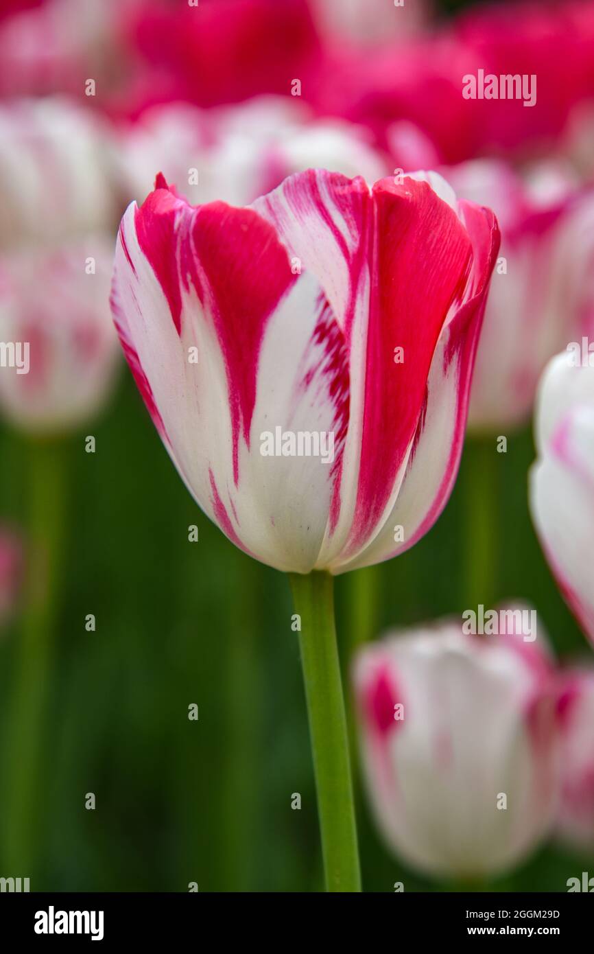 Tulpensaison Stockfoto