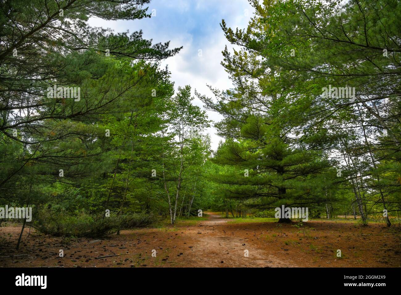 Wald Natur Stockfoto