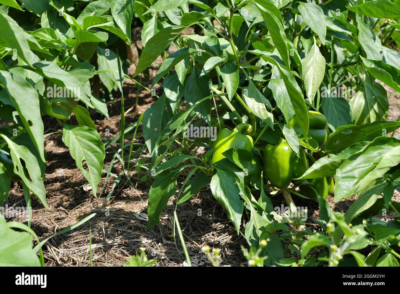 Grüne Paprika wächst auf dem Bauernhof im Sonnenlicht. Selektiver Fokus. Stockfoto