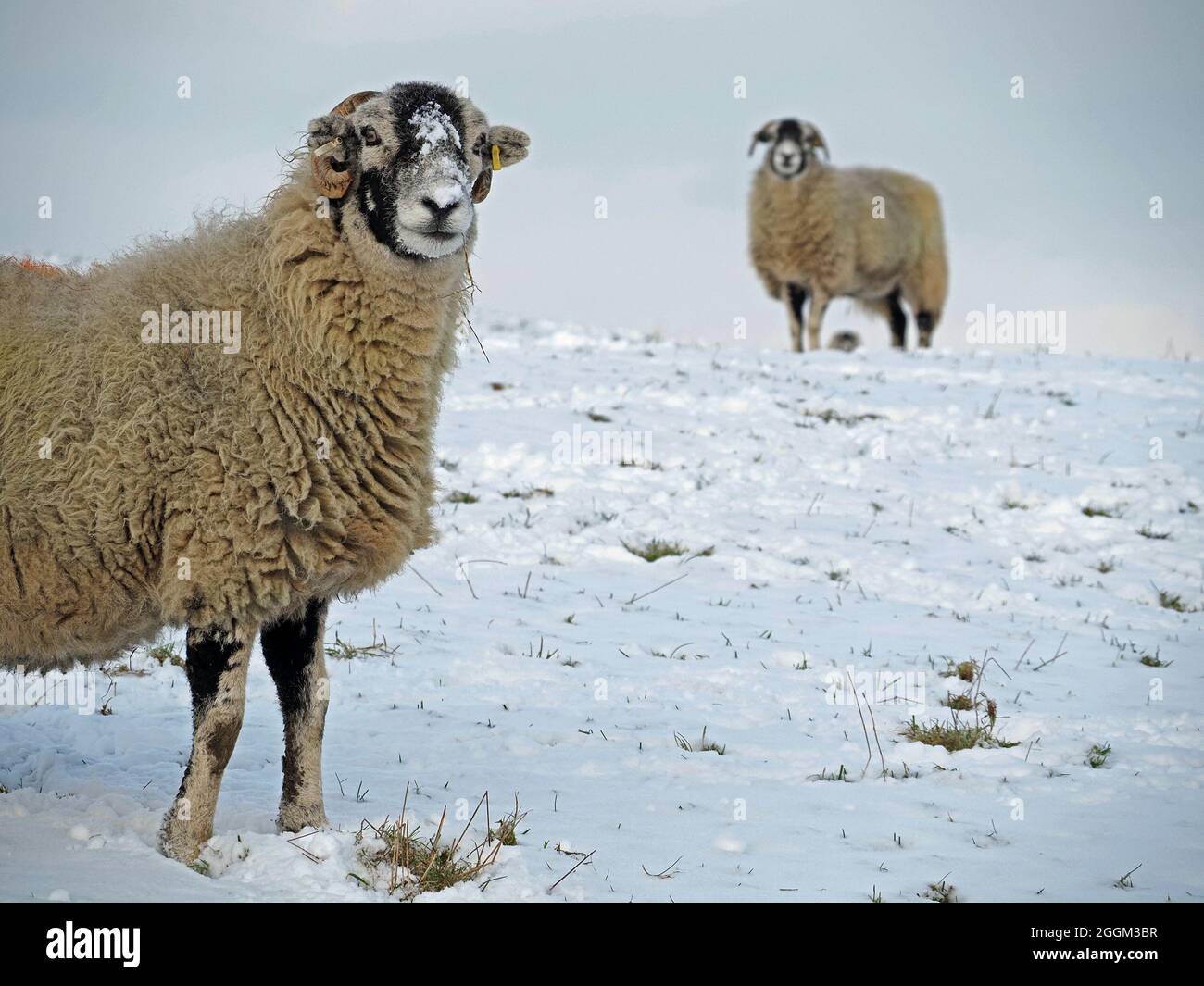 3 drei Hardy gehörnte Hügel Schafe mit Differentialfokus in tiefen Decke von Winterschnee Cumbria, England, Großbritannien Stockfoto