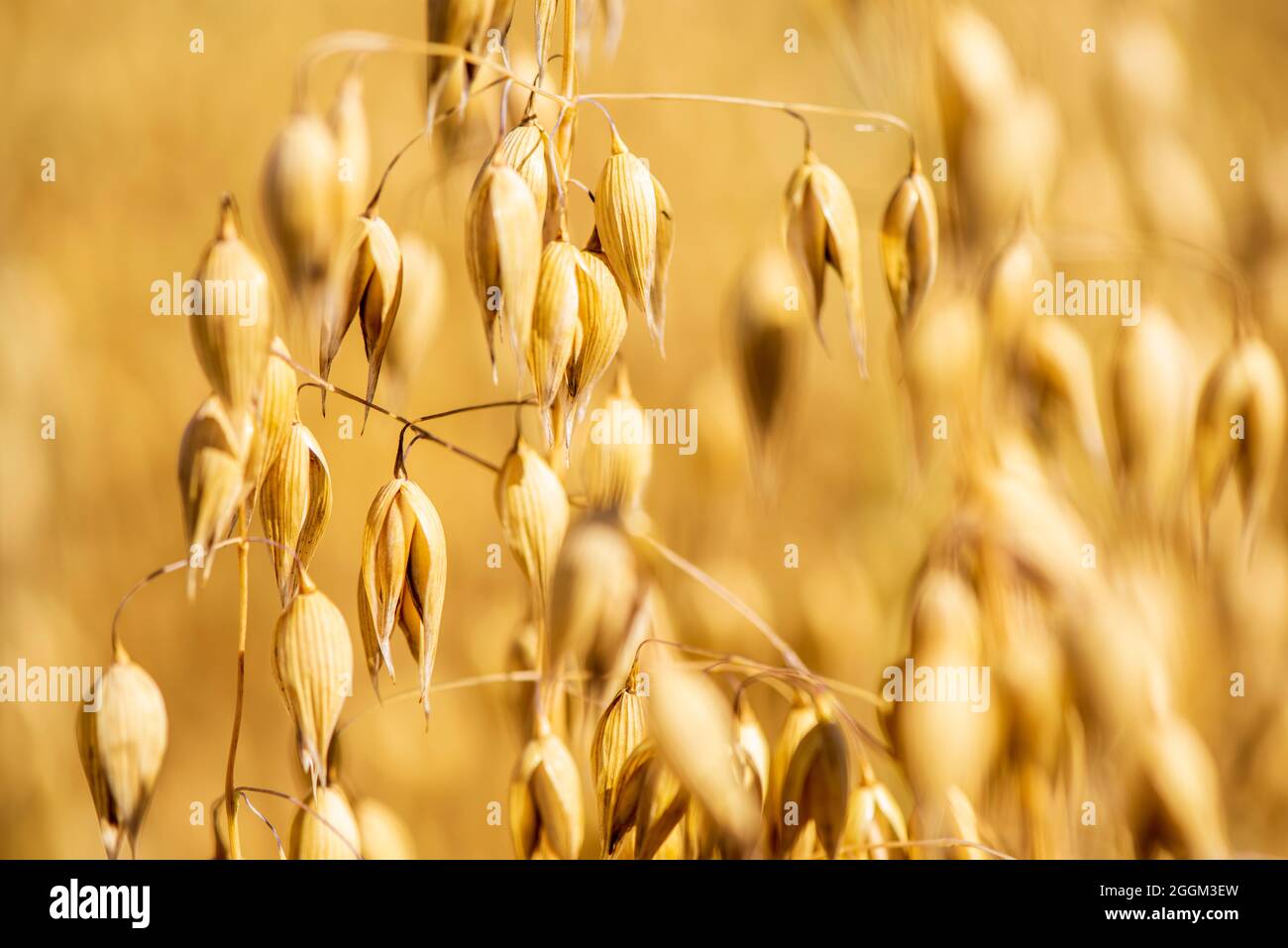 Hafer auf einem Feld Stockfoto